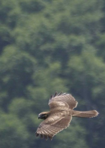 Eastern Buzzard 長野県 Unknown Date