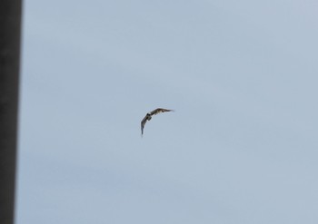 Osprey Miyako Island Thu, 7/14/2022