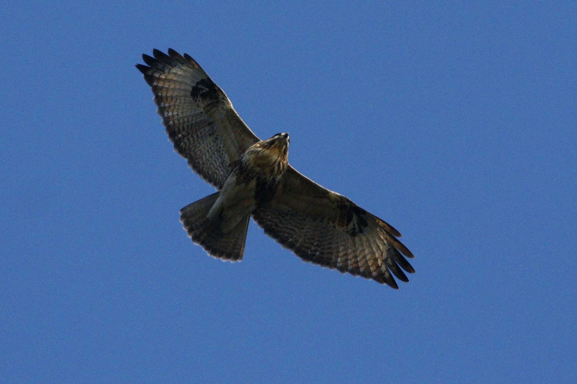 Photo of Eastern Buzzard at 多摩川 by bea