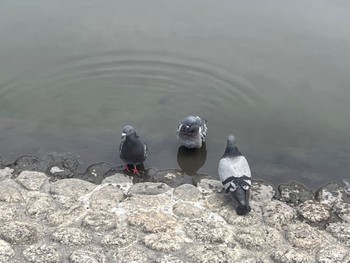 Rock Dove 鶴舞公園(名古屋) Thu, 7/21/2022