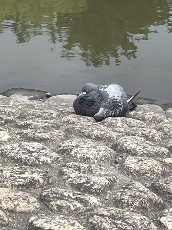 Rock Dove 鶴舞公園(名古屋) Thu, 7/21/2022