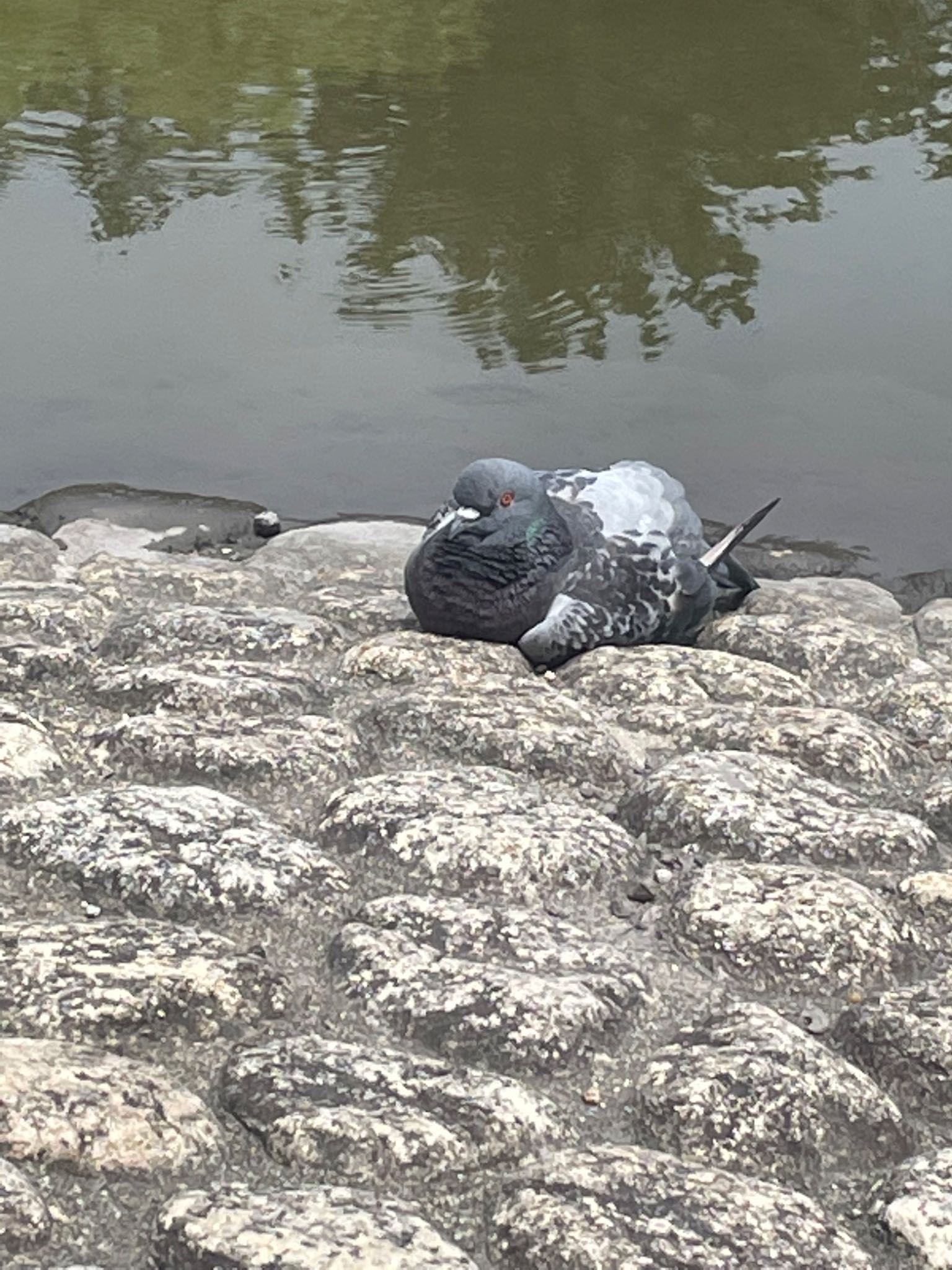 鶴舞公園(名古屋) カワラバトの写真 by くーみん