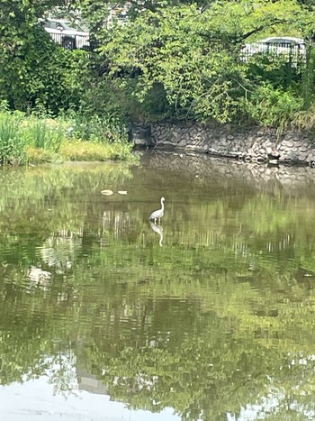 アオサギ 鶴舞公園(名古屋) 2022年7月21日(木)