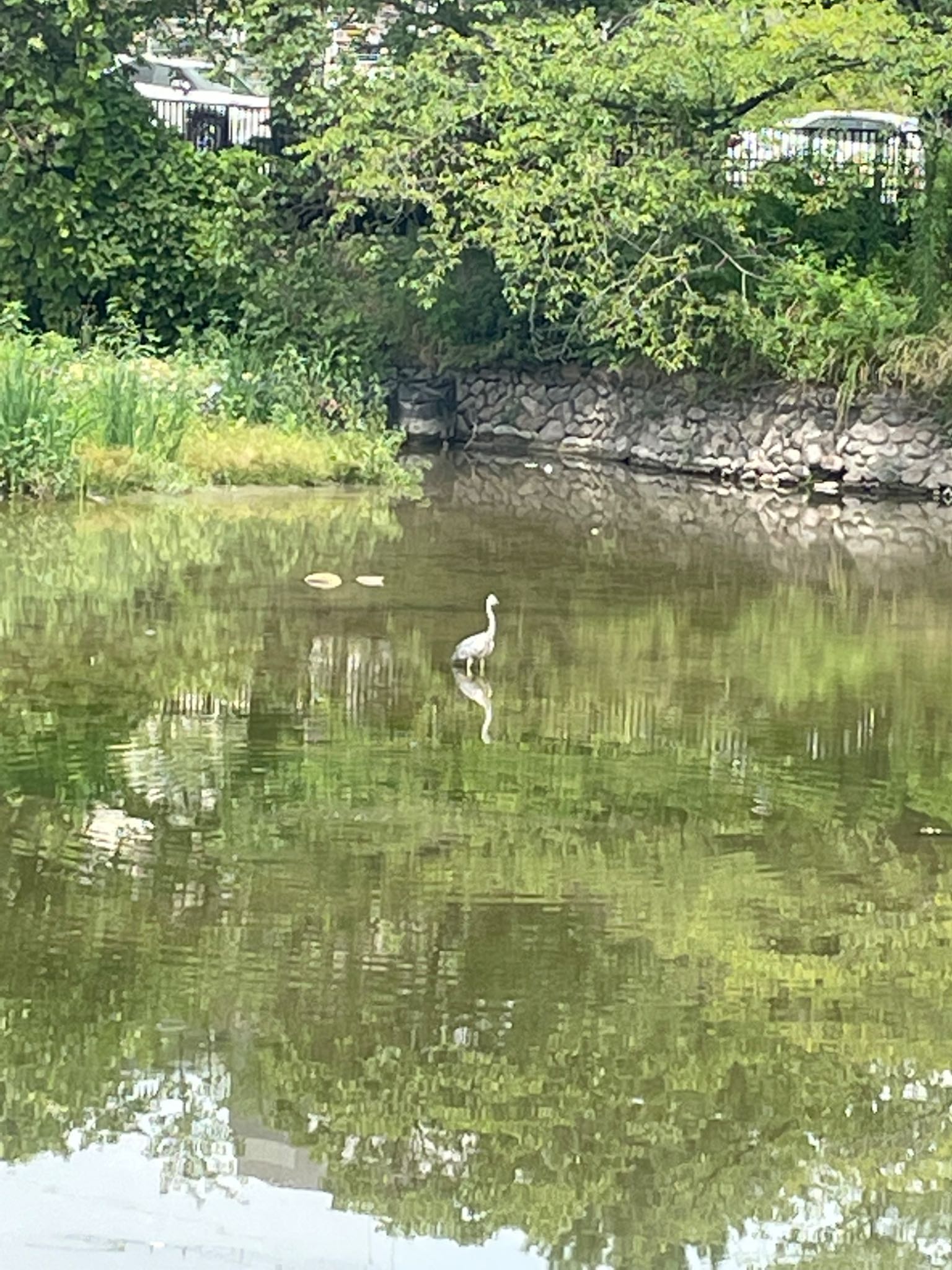 鶴舞公園(名古屋) アオサギの写真 by くーみん