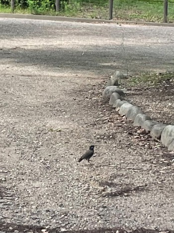 White-cheeked Starling 鶴舞公園(名古屋) Thu, 7/21/2022