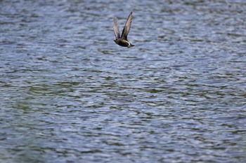 2022年7月21日(木) 西岡公園(西岡水源地)の野鳥観察記録