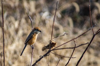 Bull-headed Shrike 桂川 Tue, 1/16/2018