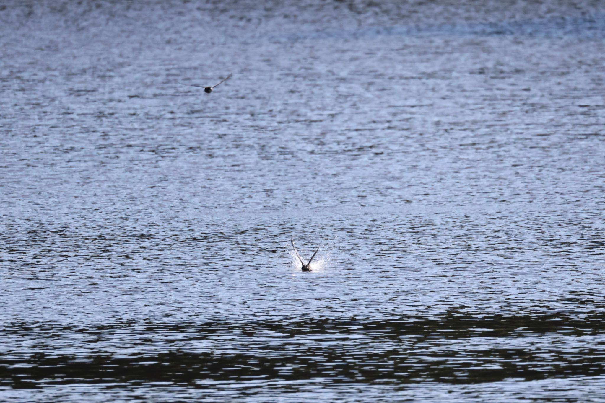 西岡公園(西岡水源地) ハリオアマツバメの写真 by will 73