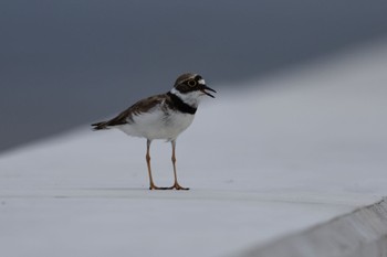 Little Ringed Plover 甲子園浜(兵庫県西宮市) Sat, 7/16/2022