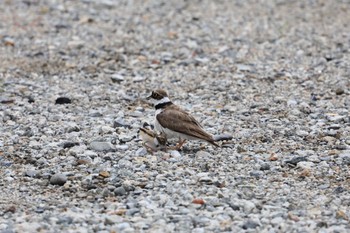 Little Ringed Plover 甲子園浜(兵庫県西宮市) Sat, 7/16/2022