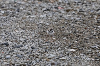 Little Ringed Plover 甲子園浜(兵庫県西宮市) Sat, 7/16/2022