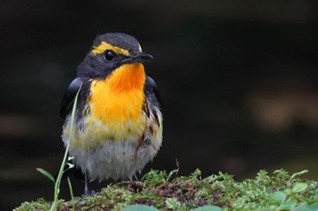 Narcissus Flycatcher Unknown Spots Thu, 7/14/2022