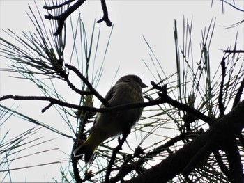 2022年5月15日(日) 野島公園の野鳥観察記録