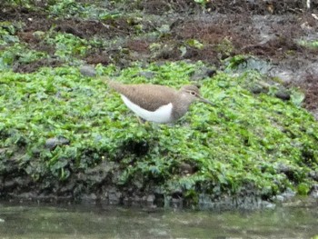 Common Sandpiper 平潟湾 Sun, 5/15/2022