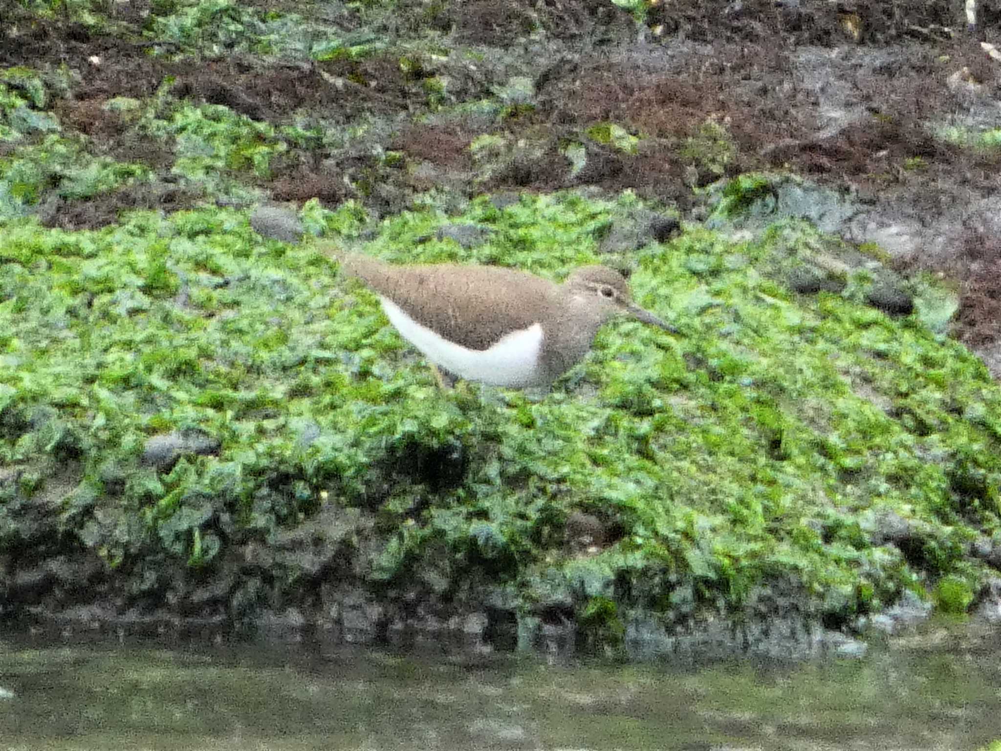 Common Sandpiper