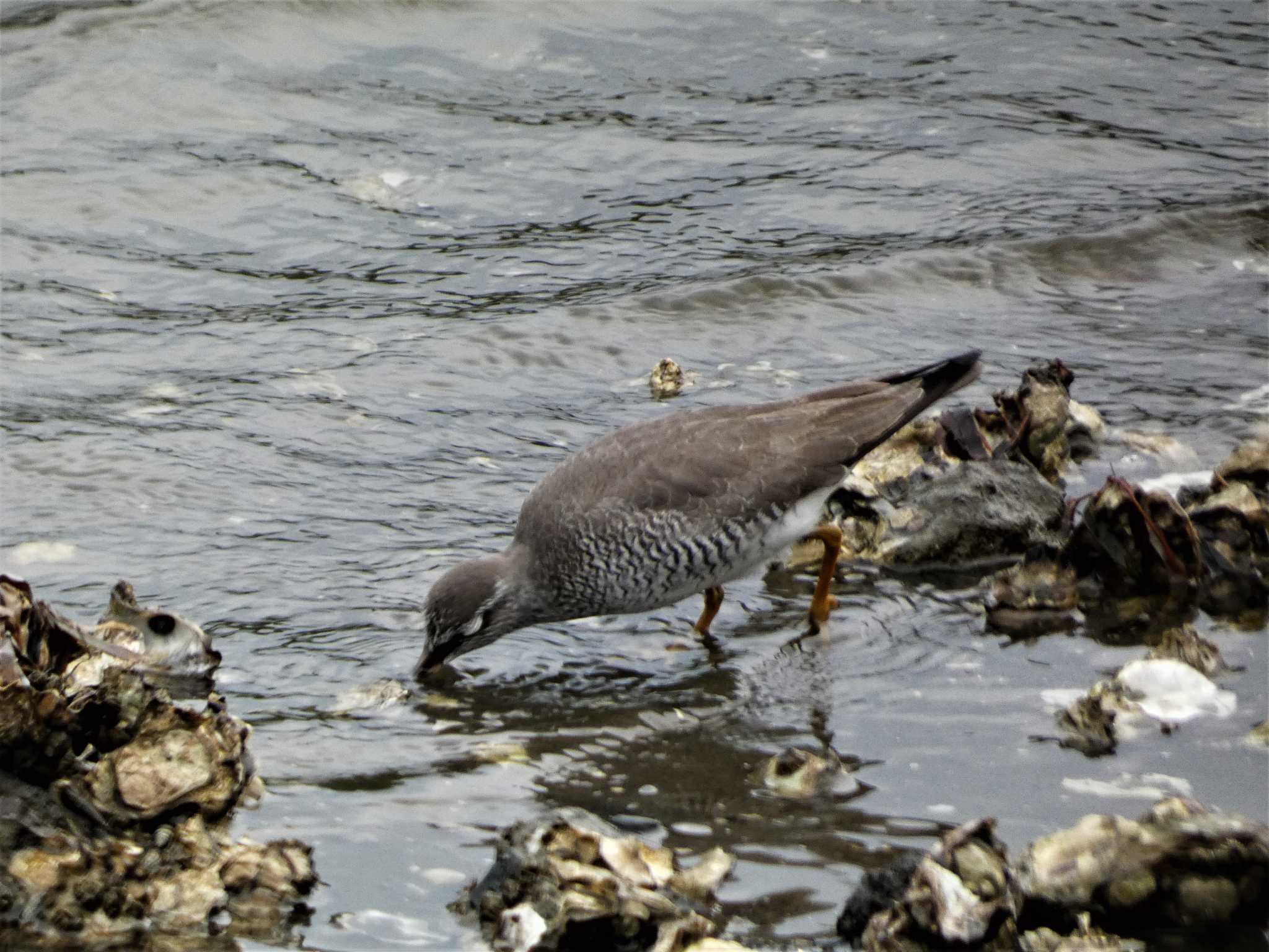 Grey-tailed Tattler