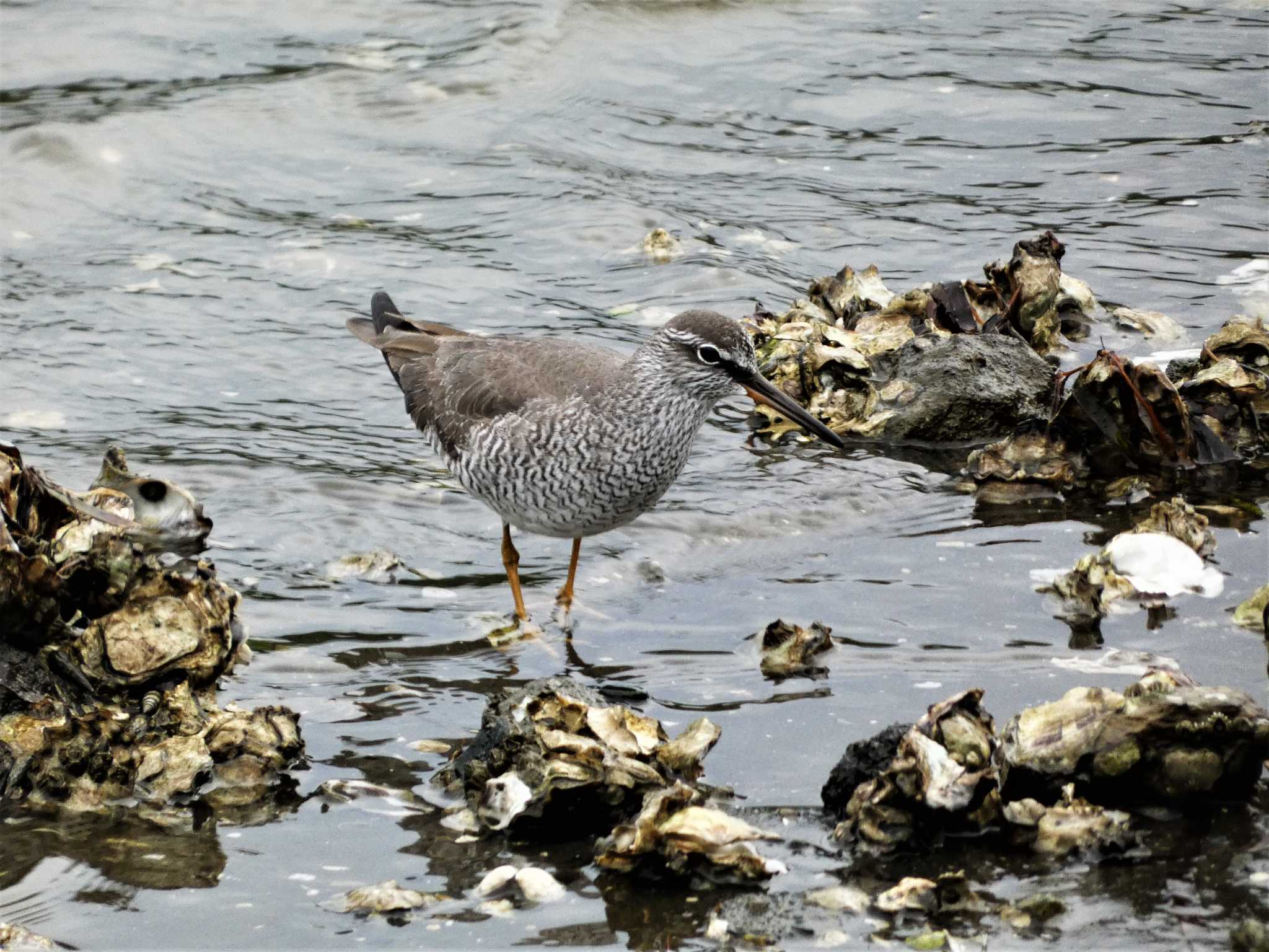 Grey-tailed Tattler