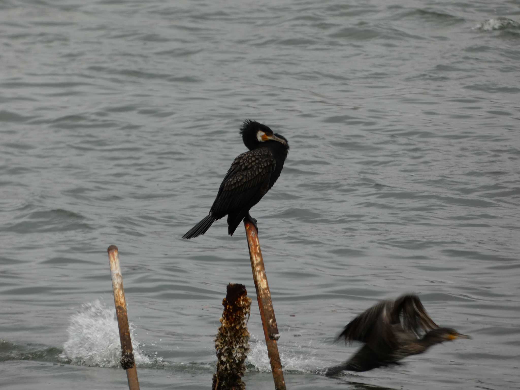 Great Cormorant