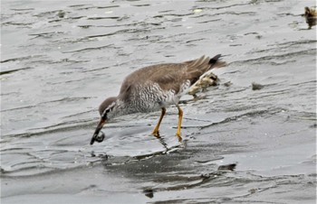 Grey-tailed Tattler 平潟湾 Sun, 5/15/2022