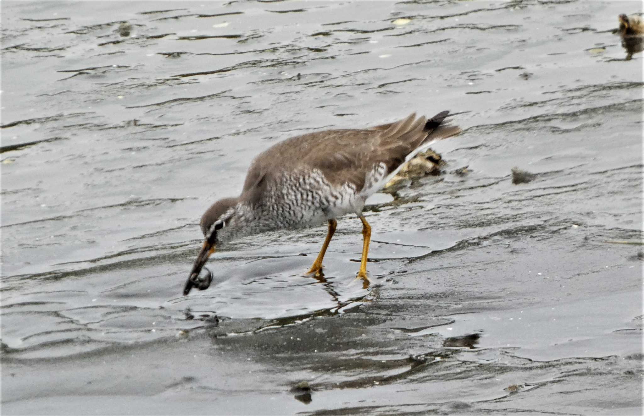 Grey-tailed Tattler