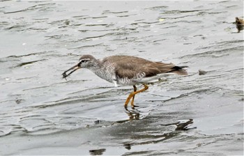 Grey-tailed Tattler 平潟湾 Sun, 5/15/2022