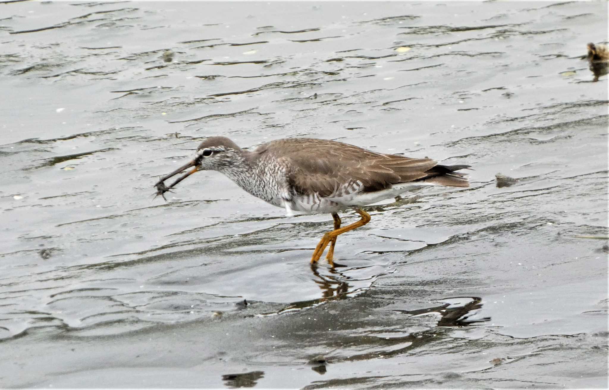 Grey-tailed Tattler