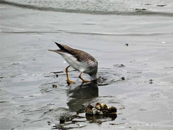 Grey-tailed Tattler 平潟湾 Sun, 5/15/2022