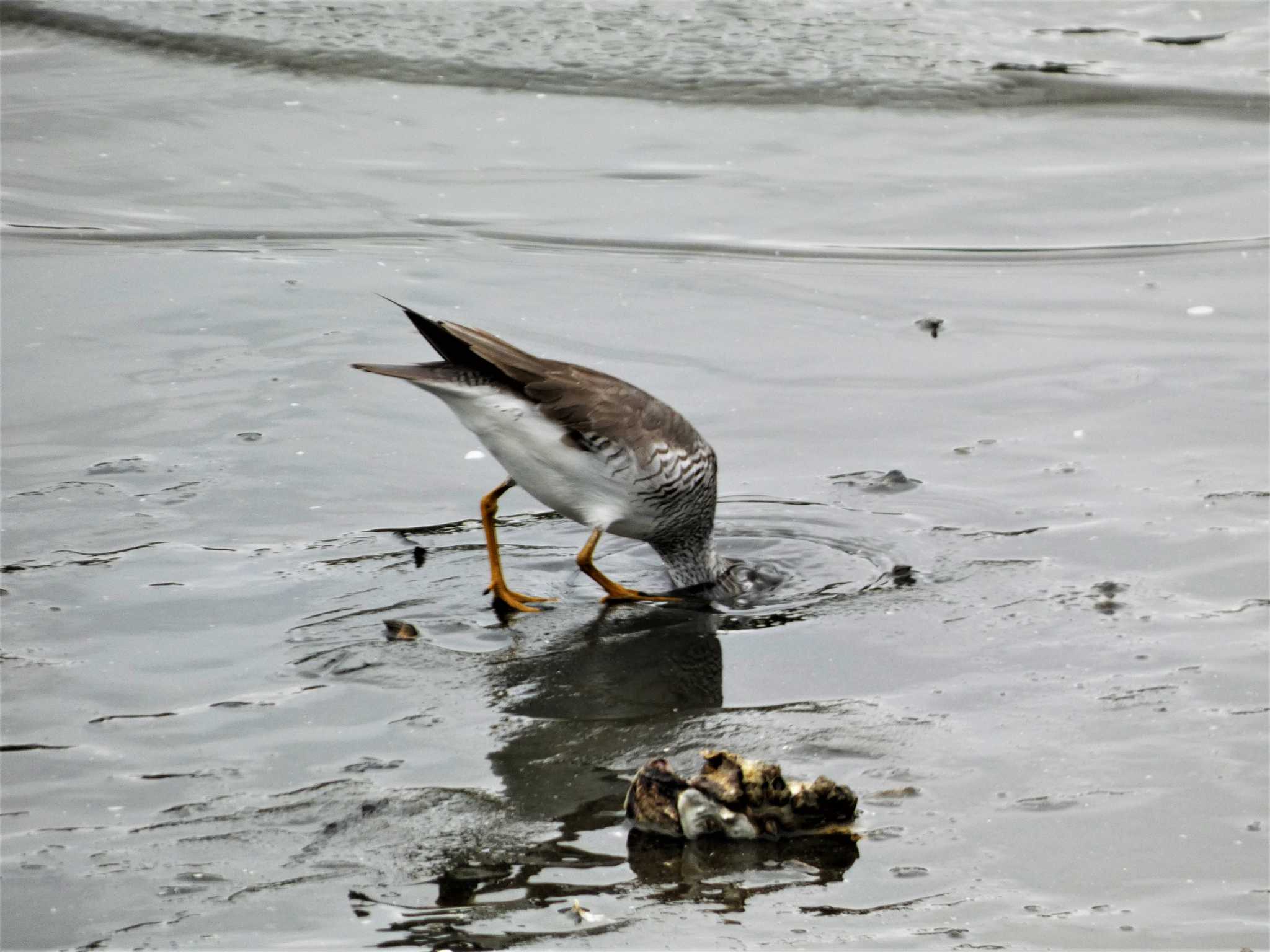 Grey-tailed Tattler