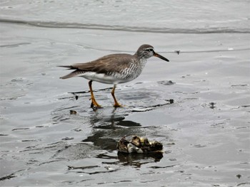 Grey-tailed Tattler 平潟湾 Sun, 5/15/2022