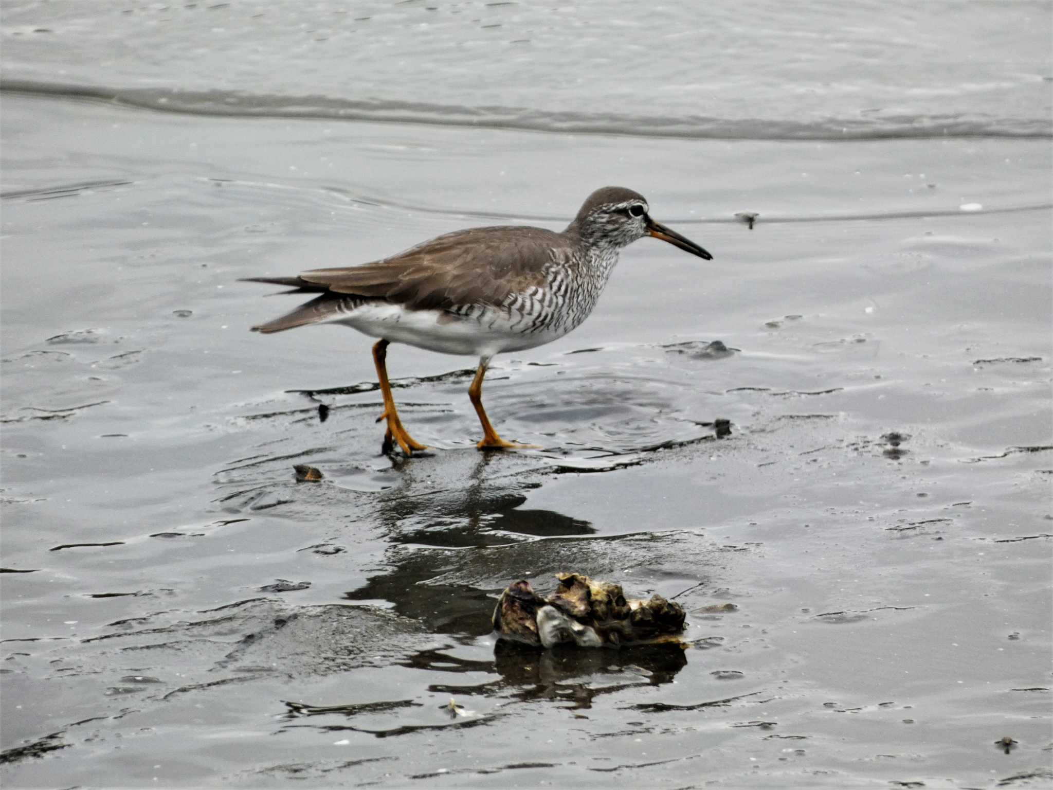 Grey-tailed Tattler