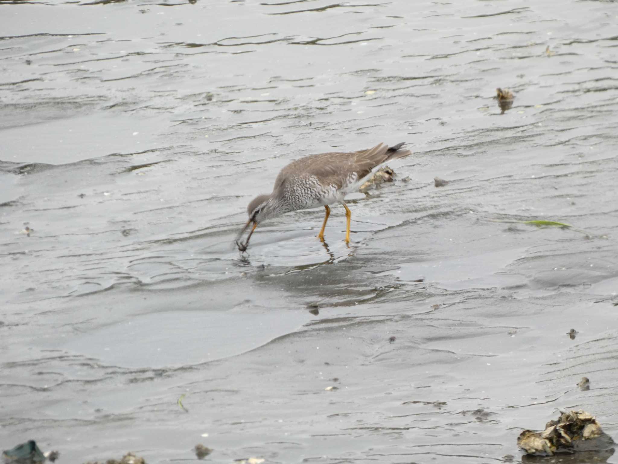 Grey-tailed Tattler