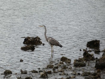 Grey Heron 平潟湾 Sun, 5/15/2022