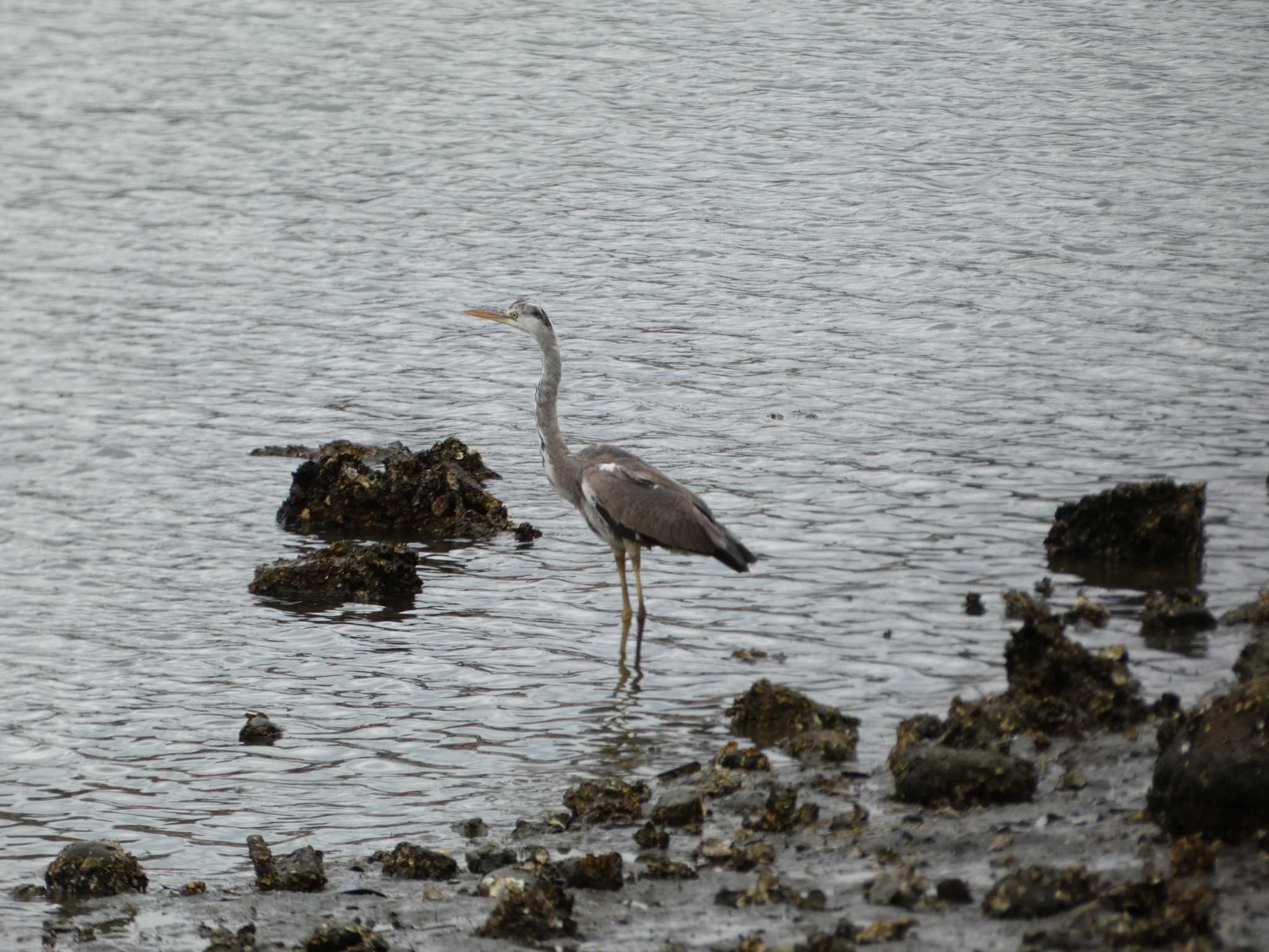 Grey Heron