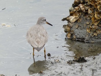 Grey-tailed Tattler 平潟湾 Sun, 5/15/2022