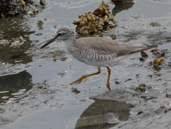 Grey-tailed Tattler 平潟湾 Sun, 5/15/2022