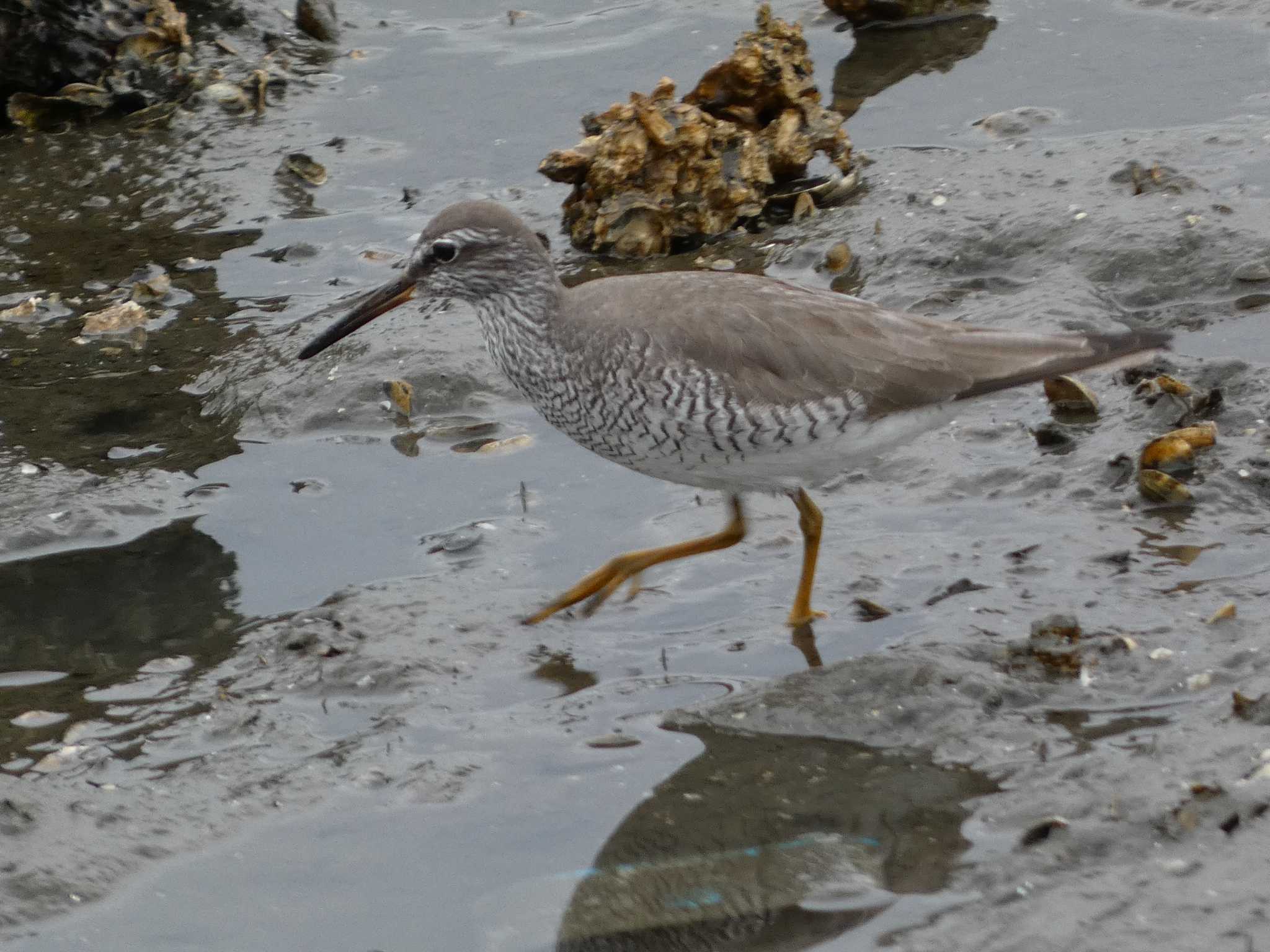 Grey-tailed Tattler