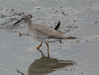 Grey-tailed Tattler 平潟湾 Sun, 5/15/2022