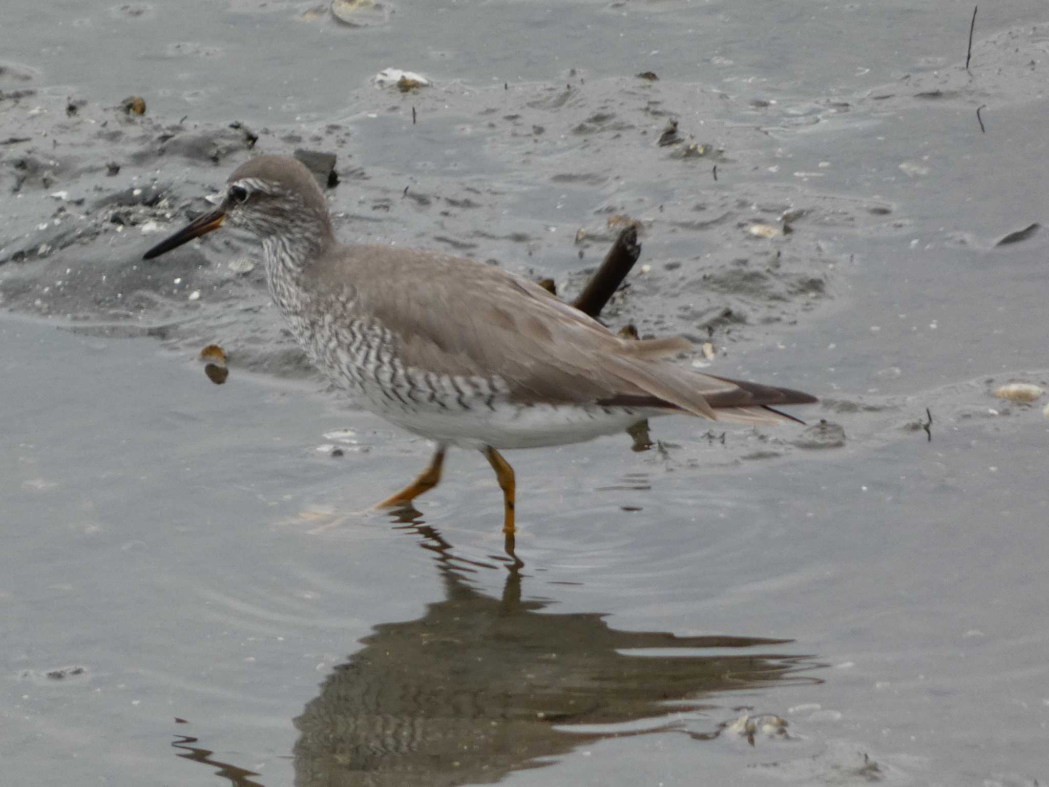 Grey-tailed Tattler