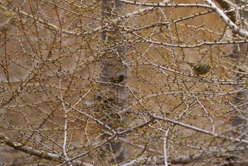 Goldcrest 長野県 Unknown Date