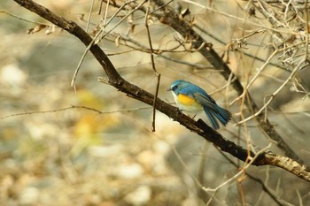 Red-flanked Bluetail 群馬県 Unknown Date