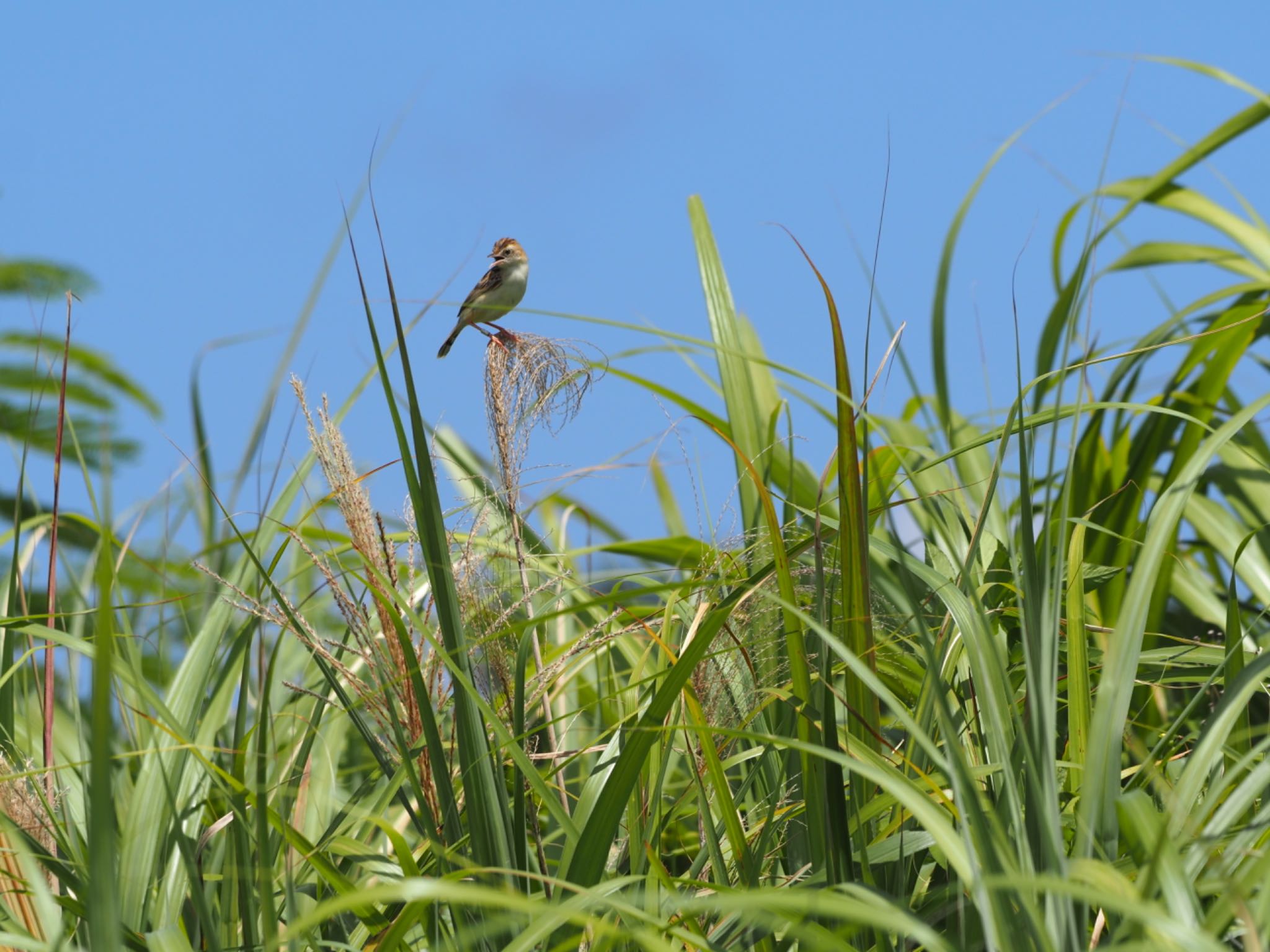 Zitting Cisticola