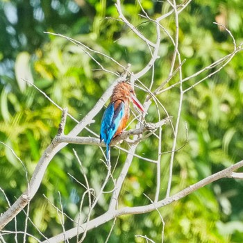 White-throated Kingfisher Bang Phra Non-Hunting area Sat, 7/16/2022