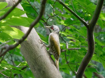 Japanese Green Woodpecker 新治市民の森 Thu, 7/21/2022