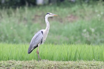 アオサギ 長野県富士見町 2022年7月19日(火)