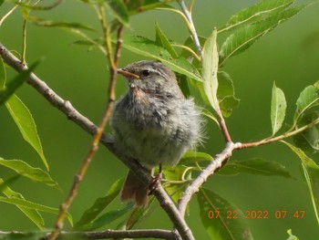 Japanese Bush Warbler モエレ沼公園 Fri, 7/22/2022