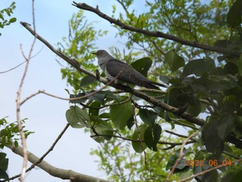 Common Cuckoo 札幌モエレ沼公園 Sat, 6/4/2022