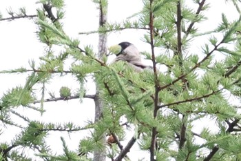 イカル 長野県富士見町 2022年7月19日(火)