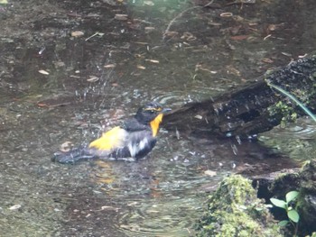 キビタキ 西湖野鳥の森公園 2022年7月22日(金)