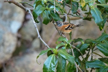 Brambling Akashi Park Tue, 1/2/2018