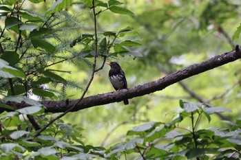 2022年7月22日(金) 野幌森林公園の野鳥観察記録